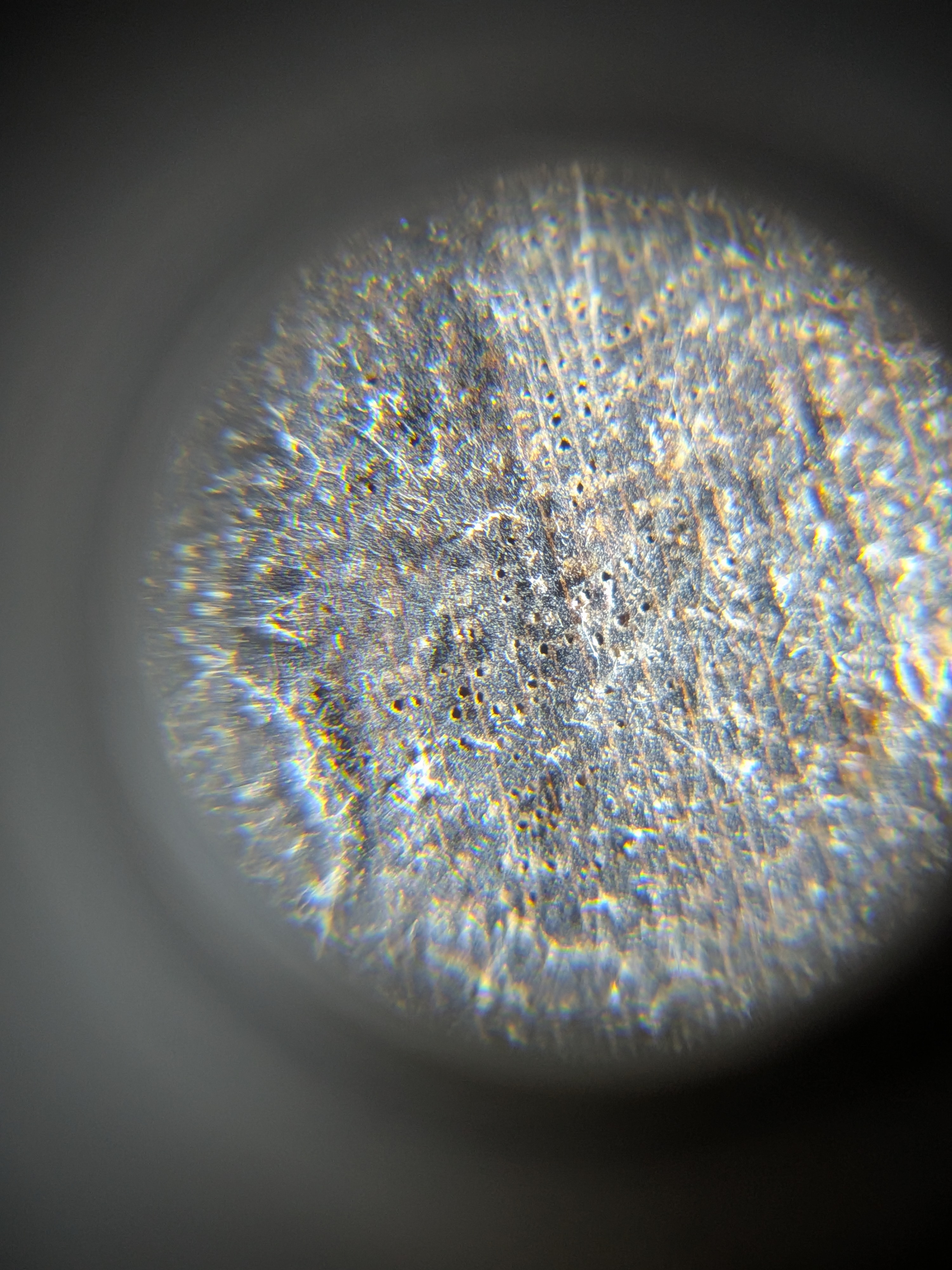 <p>Yellowish brown to dark brown, minute size, solitary rm 2-4. narrow, concentric oil ducts</p>