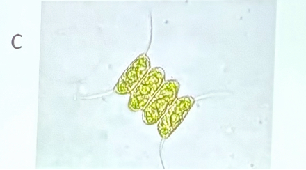 <p>What organism is this?</p>