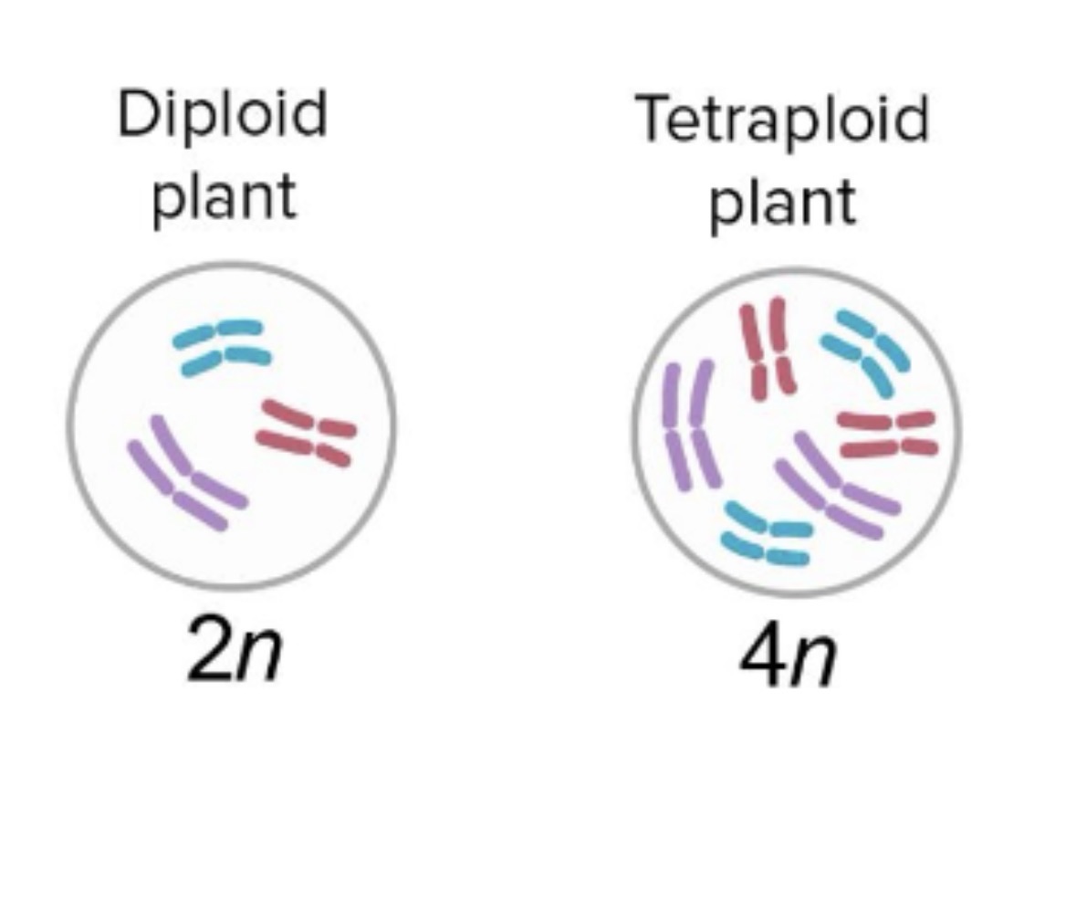 <p>Why can’t a polyploid plant mate with its diploid individuals from its parent population?</p><p>A. They release pollen at different times<br>B. They don’t attract the same pollinators<br>C. Their offspring would end up with an odd number of chromosomes</p>