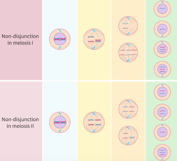 <ul><li><p>caused by:</p><ul><li><p>failure of pairs of homologous chromosomes to separate in anaphase I</p></li><li><p>failure of sister chromatids to separate in anaphase II</p></li><li><p>leads to gametes with 1 extra or missing chromosome</p></li></ul></li></ul><p></p>