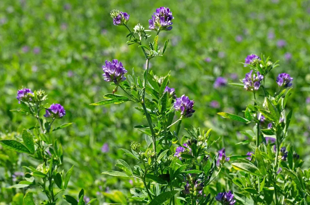 <p>Identify the <strong>legume</strong></p>