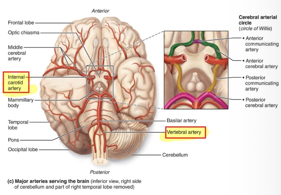 <p>A ring or pentagon-shaped structure of arteries at the base of the brain where the internal carotid and vertebral artery pathways connect</p>