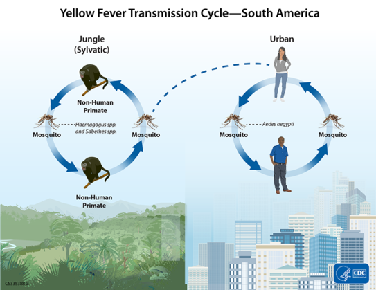 <p>Where can yellow fever be transmitted? How is yellow fever transmitted? </p>