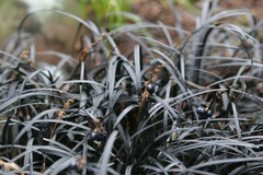 <p>Black Mondo Grass</p>