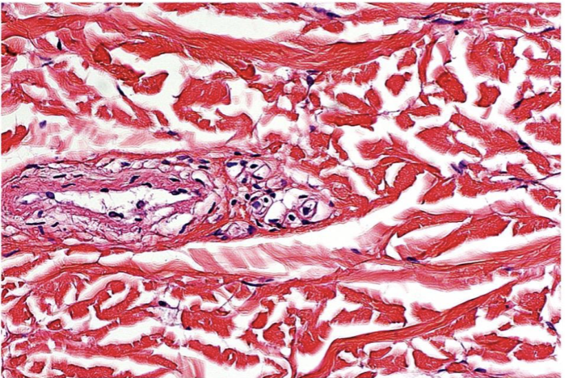 <p>identify the following tissue, function, location, features </p>