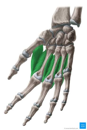 <p>act on index, middle [2 muscles], &amp; ring fingers</p><ul><li><p>origin</p><ul><li><p>2 heads from adj. sides of 2 <strong>metacarpal </strong>bones</p></li></ul></li><li><p>insertion</p><ul><li><p>side of base of proximal phalanx</p></li><li><p>extensor expansion</p></li></ul></li><li><p>innervation</p><ul><li><p>deep branch of ulnar</p></li></ul></li><li><p>action</p><ul><li><p><strong>abduct</strong> at MCP joints</p></li><li><p>flex at MCP joints</p></li><li><p>extend at IP joints</p></li></ul></li></ul><p><strong>DAB</strong></p>