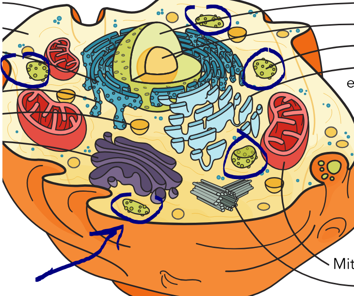 <p>What part of the cell is this?</p>