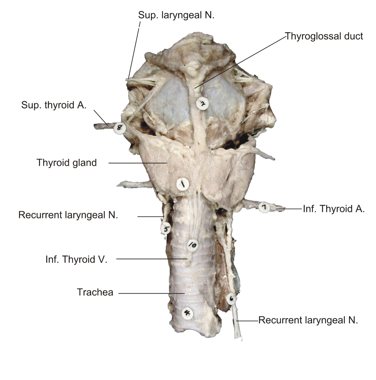 knowt flashcard image