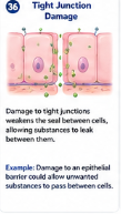 Damage to tight junctions weakens the seal between neighboring cells, allowing substances to leak between them. Example: Damage to an epithelial barrier could allow unwanted substances to pass between cells.
