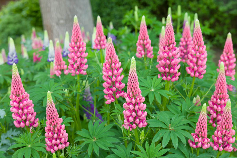 <p>towering spires of purple/pink flowers </p>