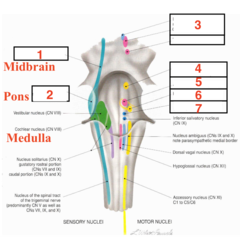 <p>What structure is 5?</p>
