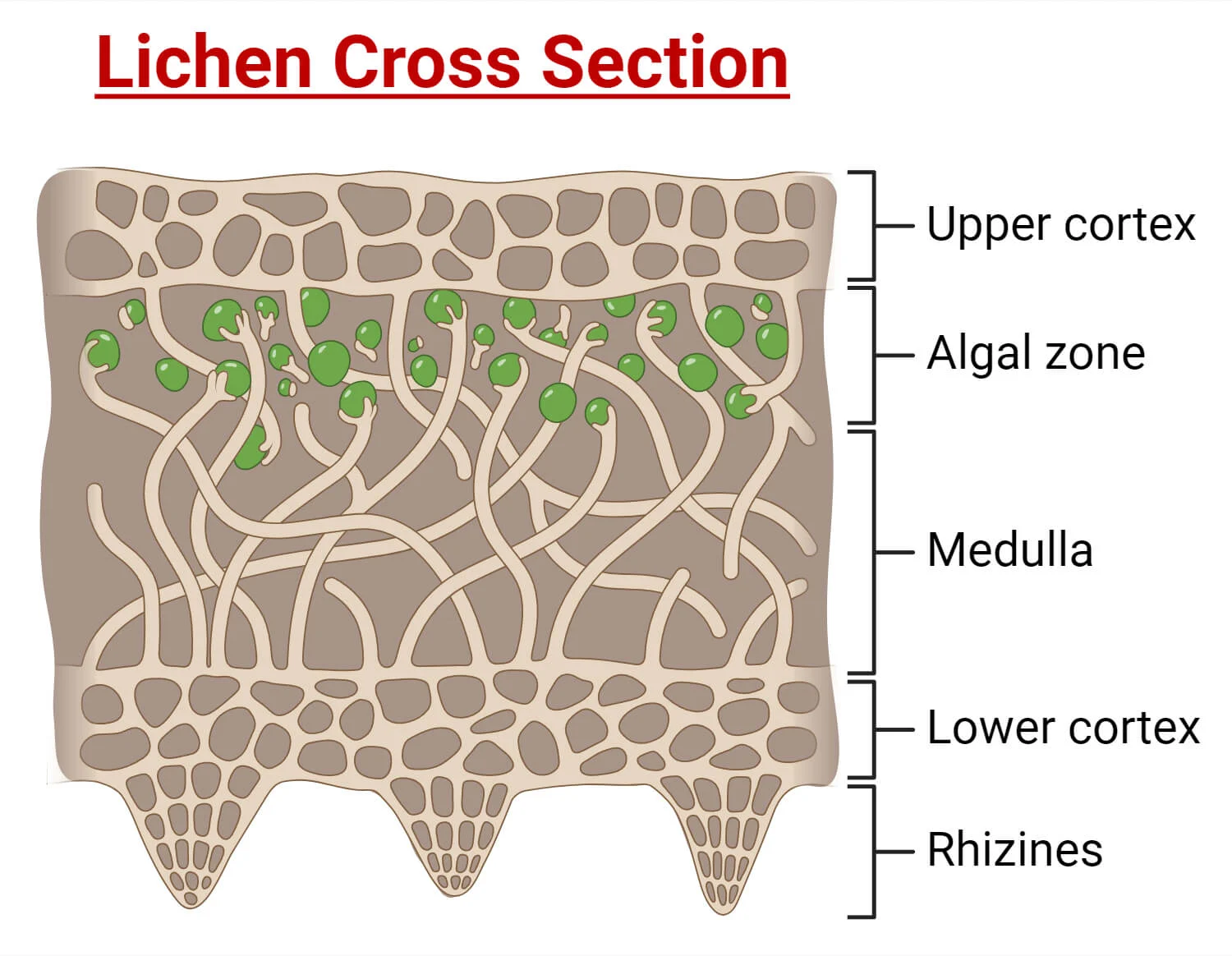 <p> rhizines</p>