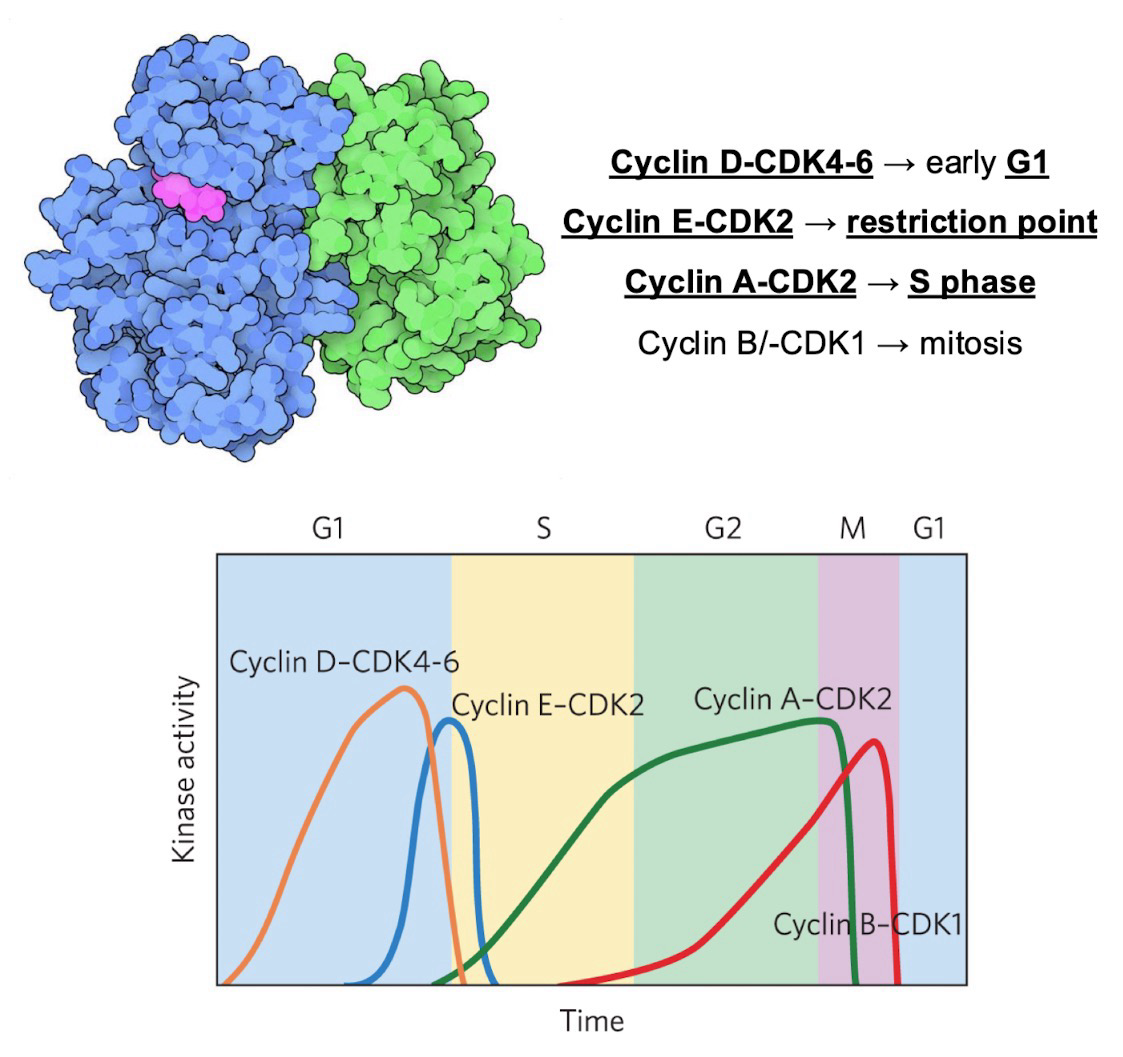 <p>A family of <strong>kinases</strong> that controls cell cycle timing</p><ul><li><p>Each active kinase has 2 subunits:</p><ul><li><p>One catalytic subunit with a <strong>cyclin-dependent kinase (CDK)</strong></p><ul><li><p>CDK4, CDK6, CDK2, and CDK1</p></li></ul></li><li><p>One regulatory subunit that requires <strong>cyclin</strong></p><ul><li><p>cyclin D, cyclin E, cyclin A, cyclin B</p></li></ul></li></ul></li></ul><p>Specific Cyclins and their respective checkpoints:</p><ul><li><p><strong>Cyclin D-CDK4-6 → G1</strong></p></li><li><p><strong>Cyclin E-CDK2 → Restriction point</strong> (to enter S)</p></li><li><p><strong>Cyclin A-CDK2 → S</strong></p></li><li><p>Cyclin B/-CDK1 → M/Mitosis</p></li></ul><p>Oscillation of Cyclin-CDK activity are the result of:</p><ul><li><p>CDK phosphorylation or dephosphorylation</p></li><li><p>Controlled degradation of the cyclin subunit via <strong>ubiquitin </strong>(Ubiquitination)</p></li><li><p>Periodic synthesis of CDKs and cyclins</p></li><li><p>The action of specific <strong>CDK-inhibiting proteins (CIP)</strong></p></li></ul><p></p>