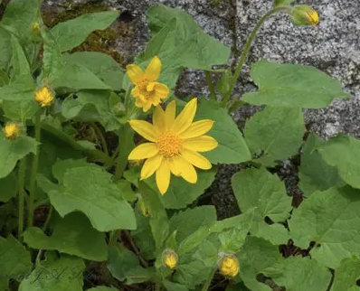 <p>Arnica cordifolia</p>