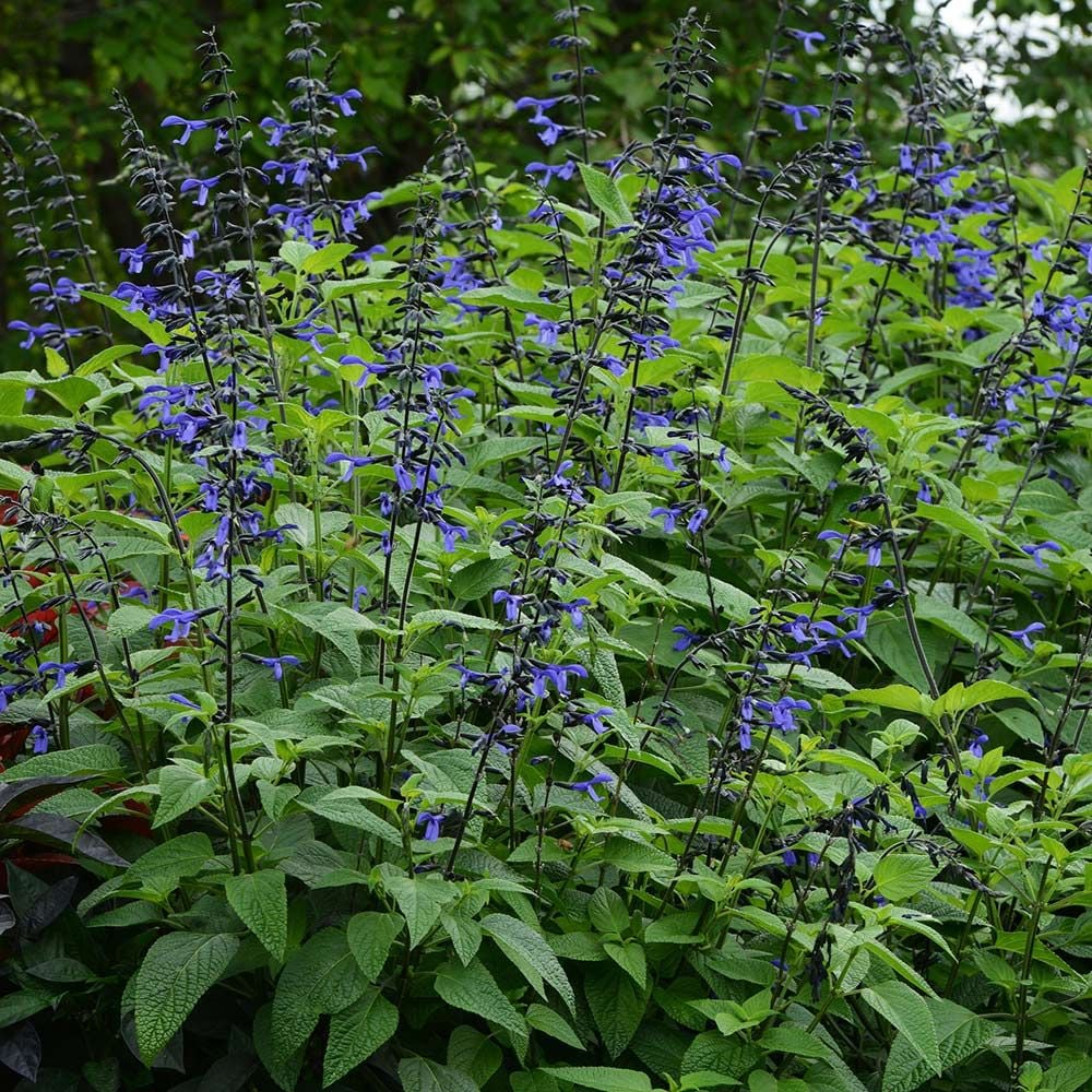 <p>anise-scented sage</p>