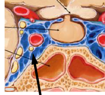 <p>The big arrow is pointing to</p>