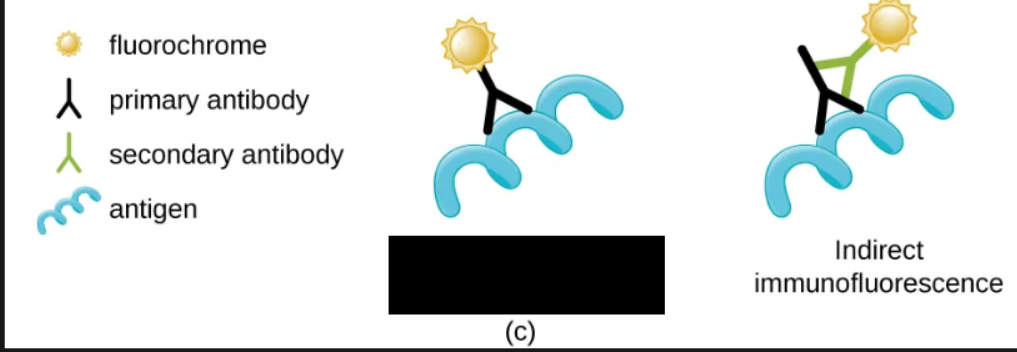 <p><span style="background-color: transparent;">Immunofluorescence technique where specific antibodies are stained with a fluorochrome. If the specimen contains the targeted pathogen, one can observe the antibodies binding to the pathogen under the fluorescent microscope</span></p>