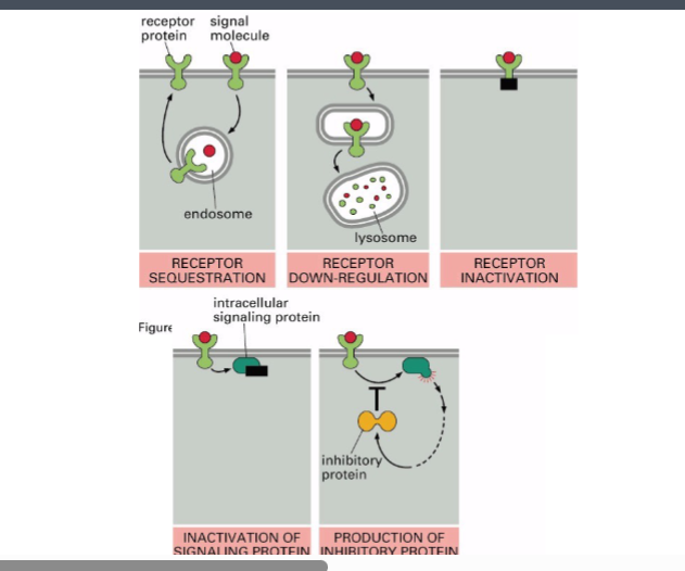 <p><span style="background-color: transparent;"><strong>Signal Desensitization — How Cells Turn Down the Signal</strong></span></p>