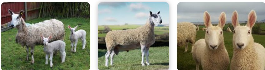<p>sheep breed group of 3 with long wool, upland breed from less harsh weather and slightly better soil/grass production, 30-38u</p>
