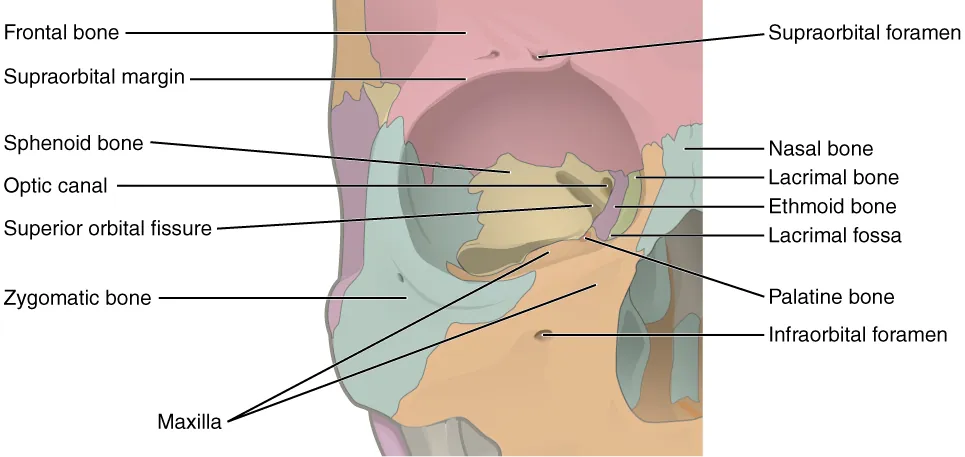 <p><strong>Superior limits</strong> of the <strong>eye orbits</strong>. Supports and protects the eyeballs</p>