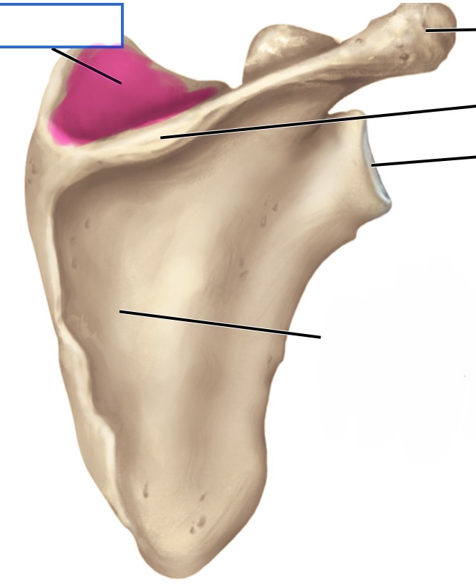<p>posterior</p>