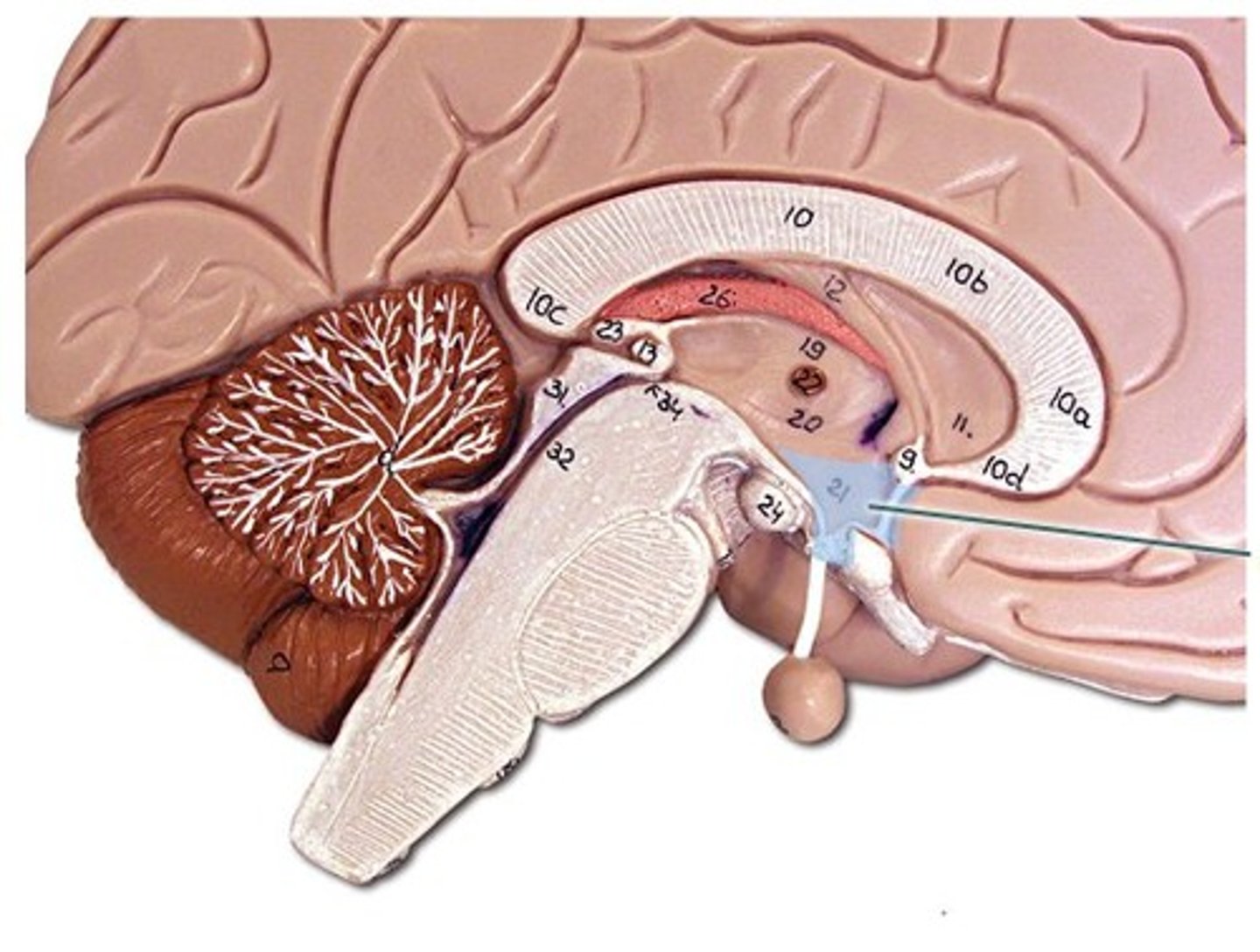 <p>Brain region controlling body temperature, hunger, thirst, and the endocrine system.</p>