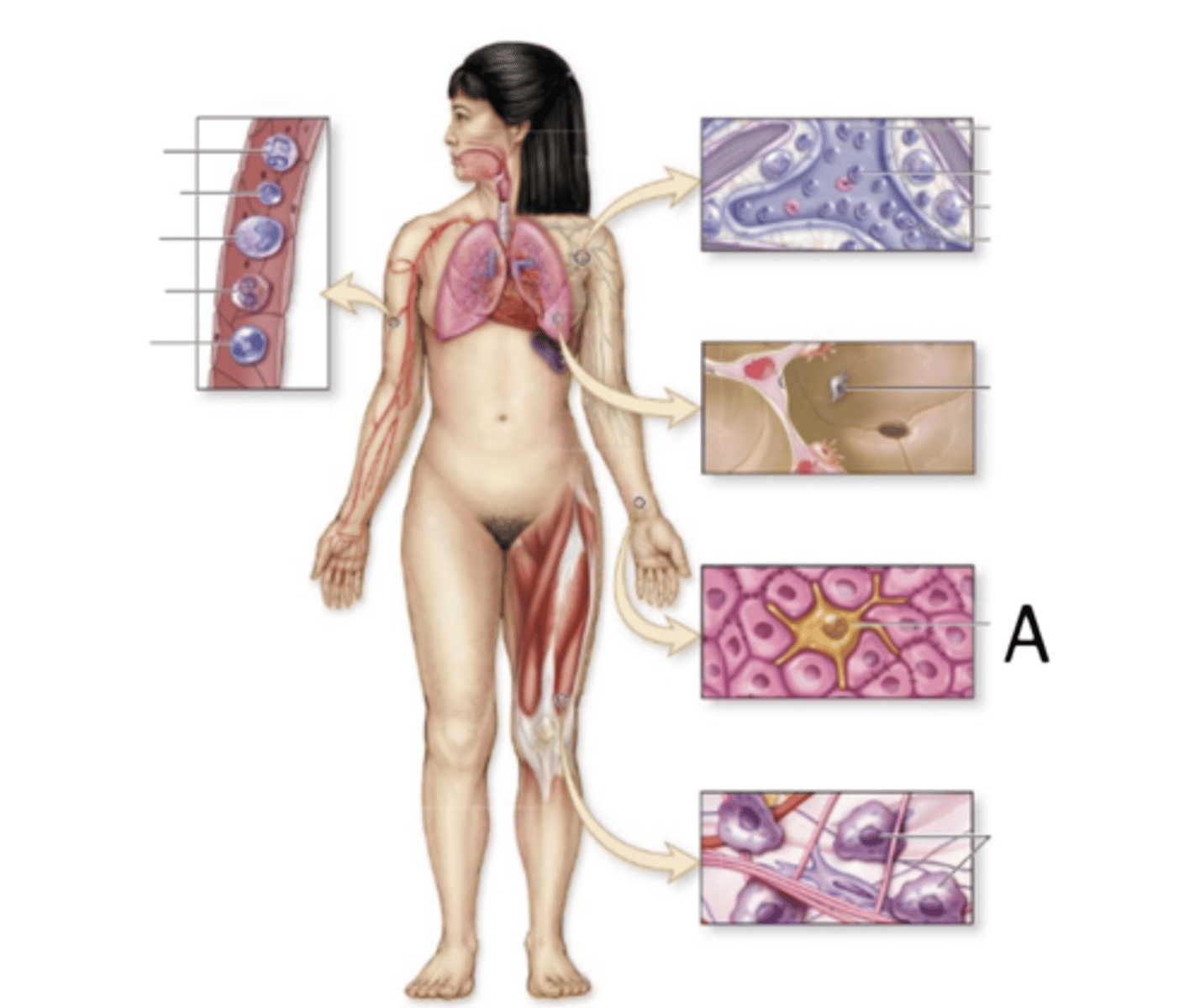 <p>Epithelial</p>