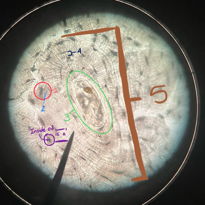 <p>Inside of a _____, is a(n) ______?</p>