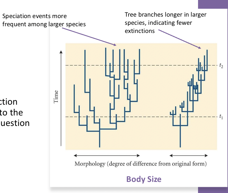 <p>Species selection is where the rates of speciation and extinction vary based on the specific value of a phenotypic trait.</p><p>→This means certain characteristics become more prevalent over time if the lineages possessing them produce more daughter species or survive longer than lineages with alternative traits. </p>