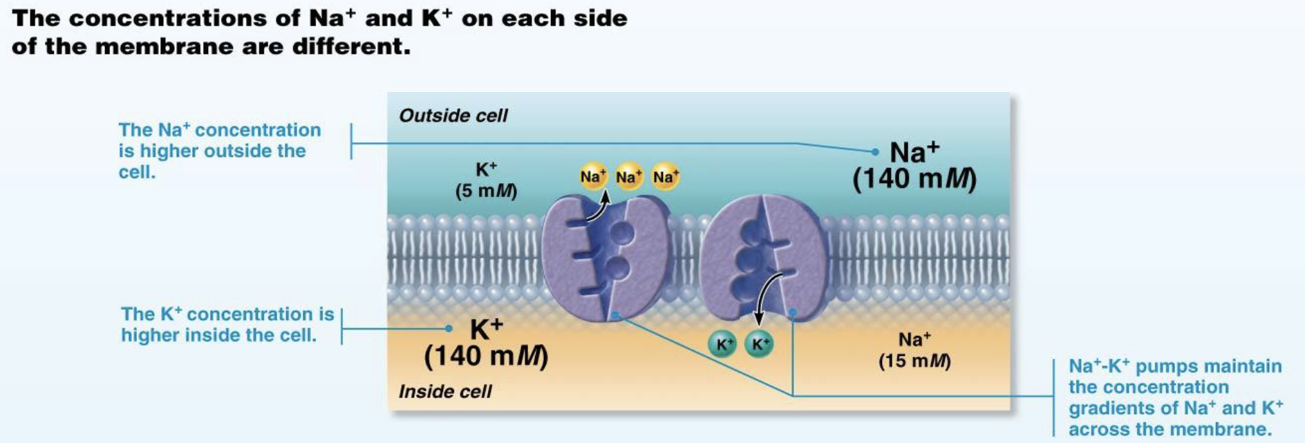<p><strong>Resting Membrane Potential</strong></p><ul><li><p>What is resting membrane potential?</p><ul><li><p>What causes resting membrane potential?</p></li></ul></li><li><p>Which ion concentration is highest inside the cell (ICF)?</p></li><li><p>Which ion concentration is highest outside the cell (ECF)?</p></li></ul><p></p>