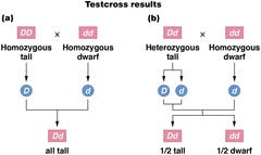 <p>To determine if an individual displaying a dominant phenotype is homozygous or heterozygous for that trait.</p>