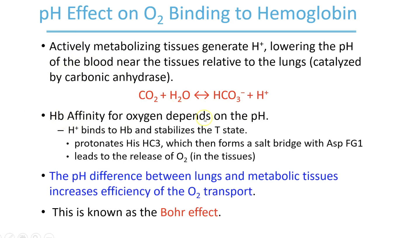 <p>His HC3 forms that salt bridge with Asp FG1 </p>