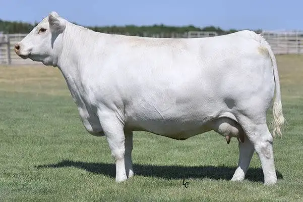 <p>continental breed </p>