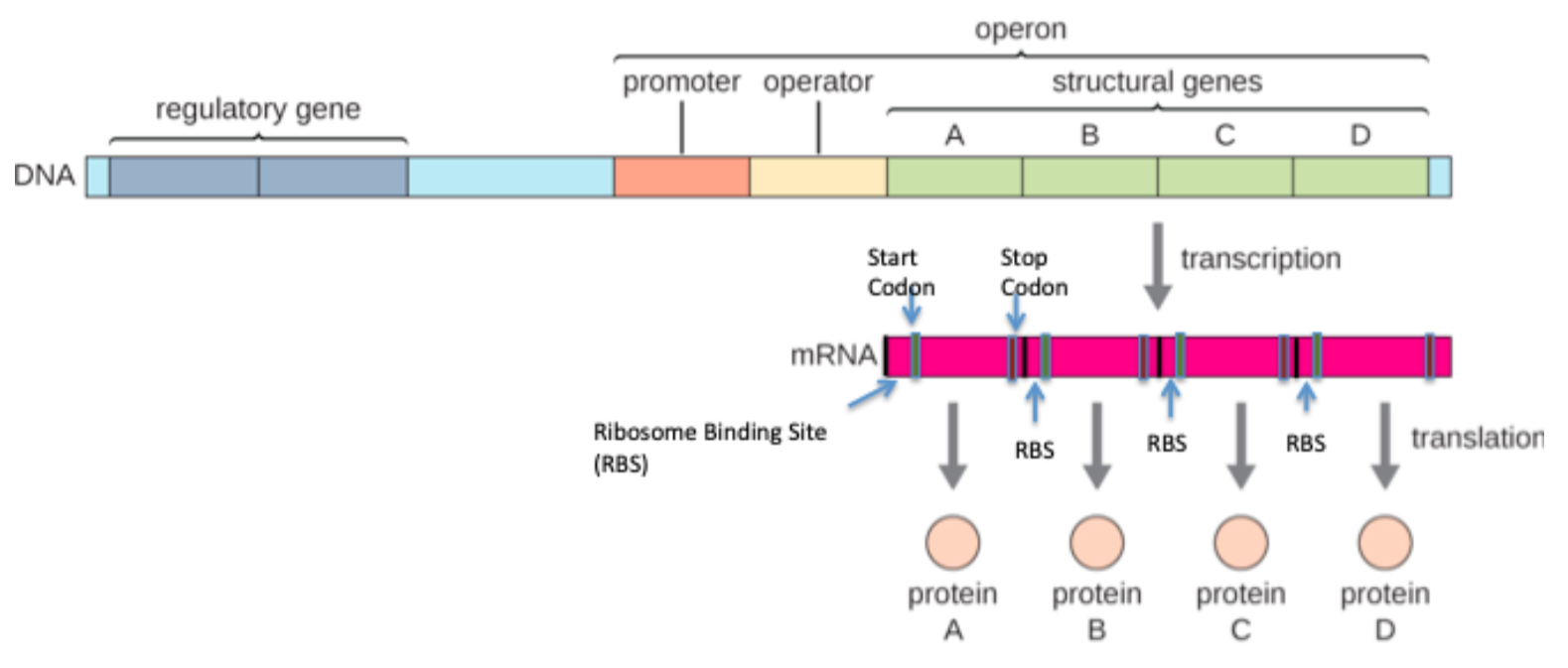 <p>multiple ORFs</p>