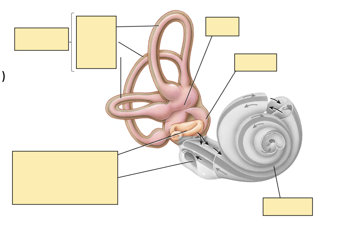 <p>Diagram of vestibular apparatus [Image]?</p>