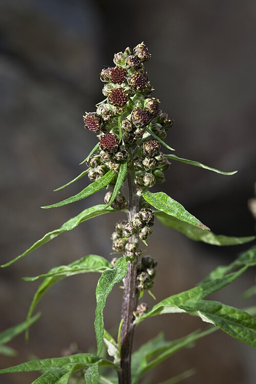 <ul><li><p>Silvery aromatic divided leaves</p></li><li><p>Sage-like smell when crushed</p></li><li><p>Small dull flower clusters</p></li><li><p>Upright gray-green stems</p></li><li><p>Dry open slopes & gravel bars</p></li></ul><p></p>