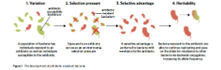<p><span style="font-family: "Times New Roman", serif;">ability of bacteria to survive in the presence of an antibiotic that would normally kill them or stop their growth (that they were once susceptible to). </span>Random mutations can produce bacteria with antibiotic resistance.<strong> </strong>Antibiotic-resistance bacteria occur because of natural selection:</p><ol><li><p class="MsoNormal">Antibiotics = selection pressure.</p></li><li><p class="MsoNormal">Resistant bacteria have selective advantage and survive antibiotic.</p></li><li><p class="MsoNormal">Susceptible bacteria are killed or inhibited.</p></li><li><p class="MsoNormal">Resistant bacteria survive and reproduce, increasing frequency of resistance alleles in the population.</p></li></ol><p></p>