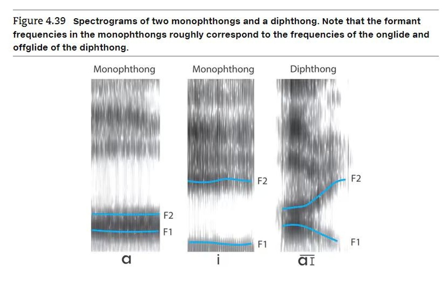 <p>Formants appear as distinct bands of energy that modify the sound produced by the larynx.</p>
