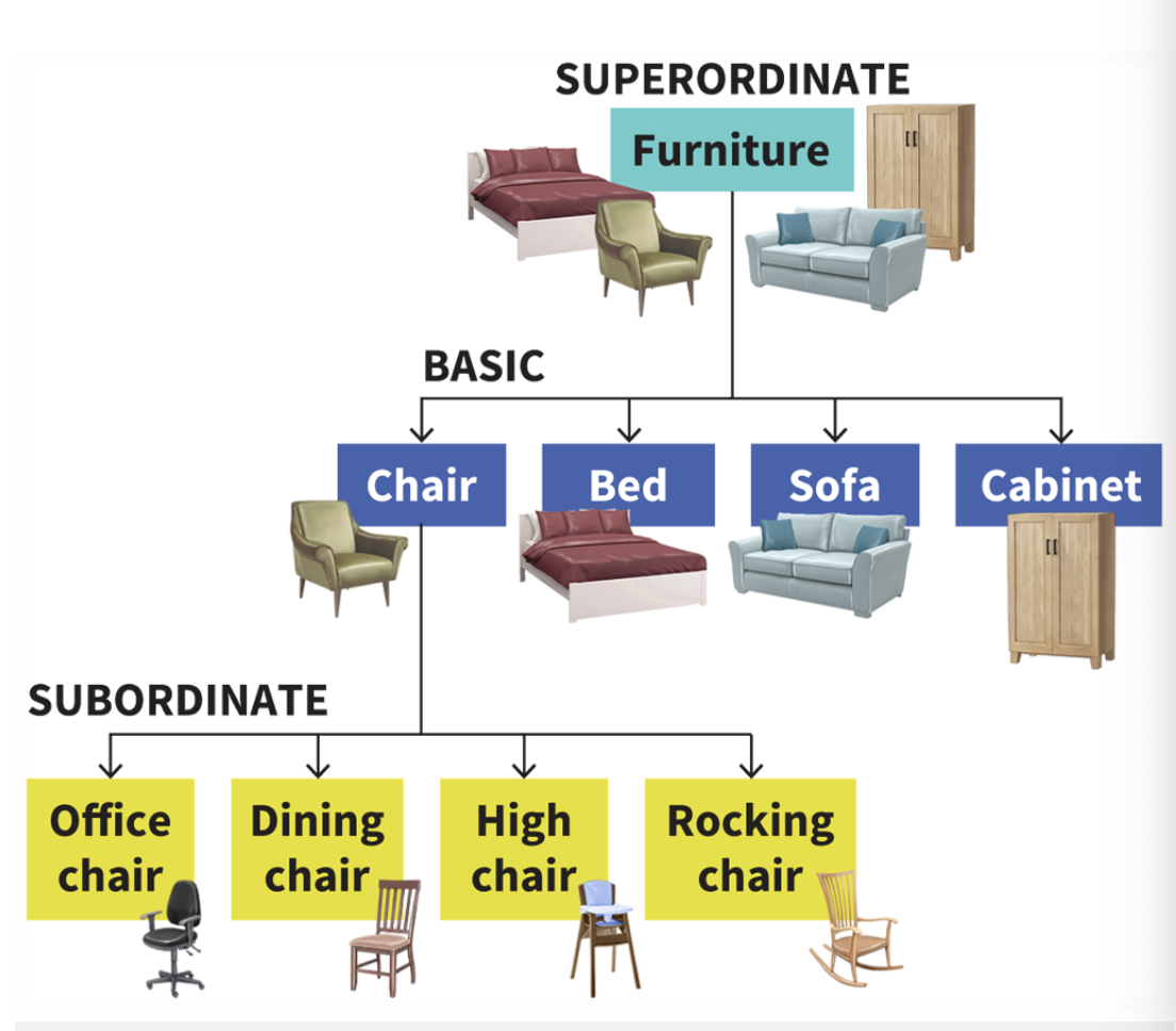<p>= levels that the mind organizes concepts into</p><p></p><p>superordinate —> basic-level —> subordinate</p>