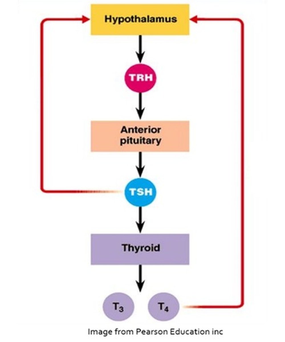 <p>Increased TSH has negative feedback on the hypothalamus, which leads to a decreased production of TRH</p>