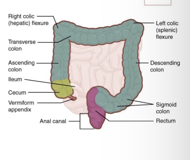 <p>Its subdivisions include the: cecum, colon, rectum, and anal</p><p>canal.</p><p></p>