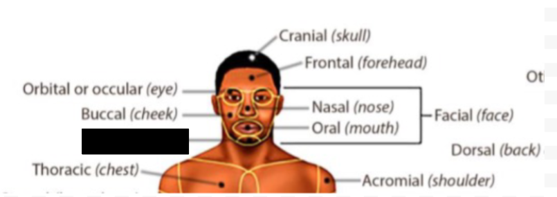 <p>what anatomical region is this?</p>