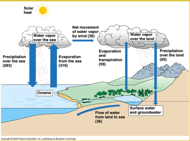 <p>Overall water volumes in biosphere are constant, amount in specific phases is variable</p><p>Transpiration (Plants releasing water through their leaves)+ Evaporation (water turns to gas) —></p><p>Condensation (gas turns to water) —>Precipitation (the falling of rain)</p>