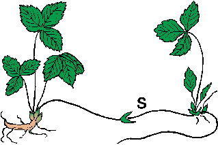 <p>Type of vegetative structure</p>