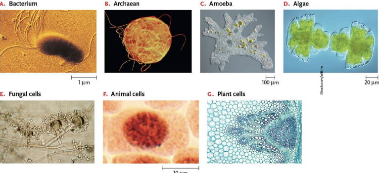 <p>Example of Cells</p>