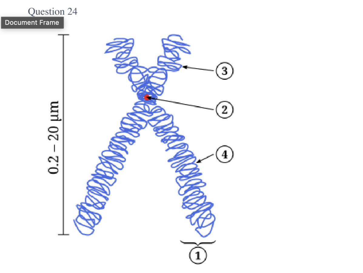 <p><span>Which of the following numbers is pointing at the CENTROMERE?</span></p>