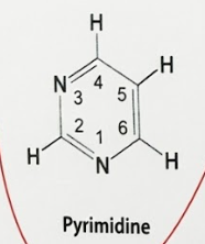 <p>[NUCLEOTIDES]</p><p>Pyrimidine include ____ [3]</p>