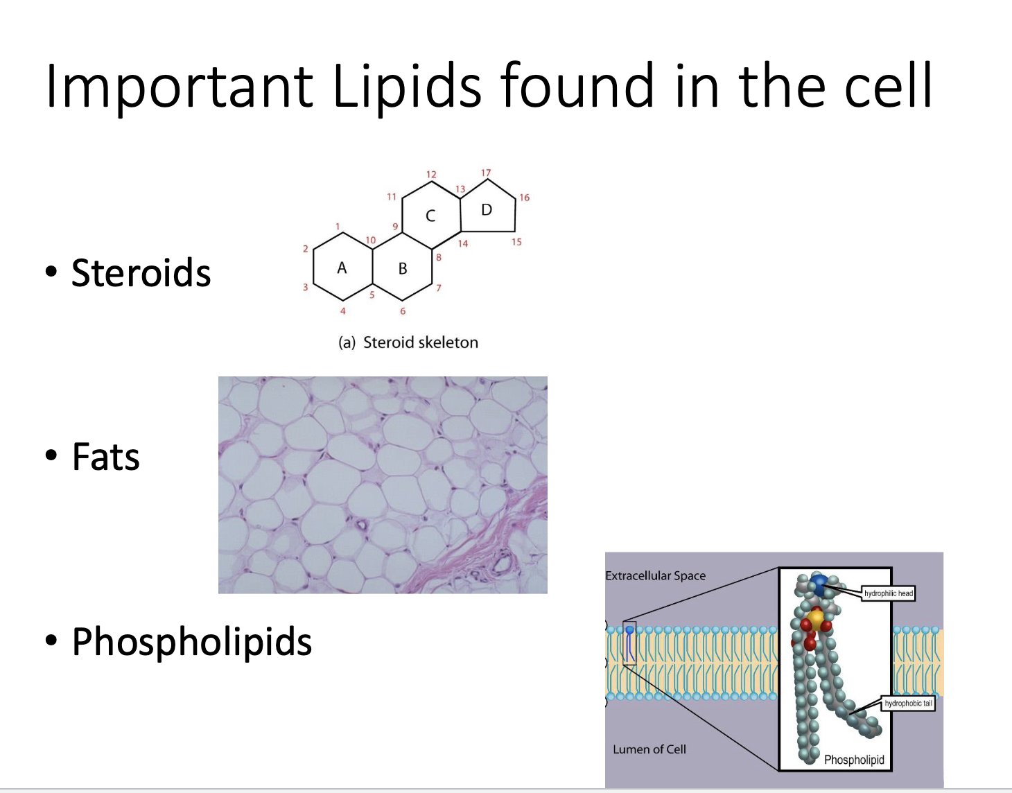 <ul><li><p>Triglycerides</p></li><li><p>Fats</p></li><li><p>Phospholipids </p></li></ul><p></p>