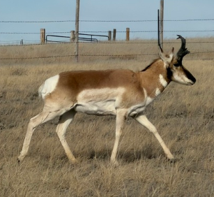 <p>buck</p><p>native</p><p>big game</p><p>males have a black cheek patch and have larger and more distinguished horns than females</p>