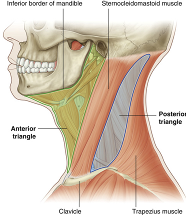 <p>Borders</p><ul><li><p>posterior to sternocleidomastoid m.</p></li><li><p>anterior to trapezius m.</p></li></ul><p>Structures pathway</p><ul><li><p>posterior structures pass into upper limb</p><ul><li><p>(eg) brachial plexus</p></li></ul></li></ul><p></p>